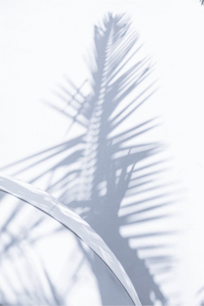 A palm tree shadow on the wall of a building.